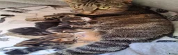 Mixed Breed cats for sale: Beautiful tabby kittens  in Swansea - Advert 8