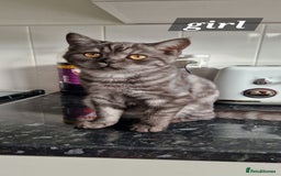 British Shorthair cats for sale: Lovely  British short hair kittens  - Image 16