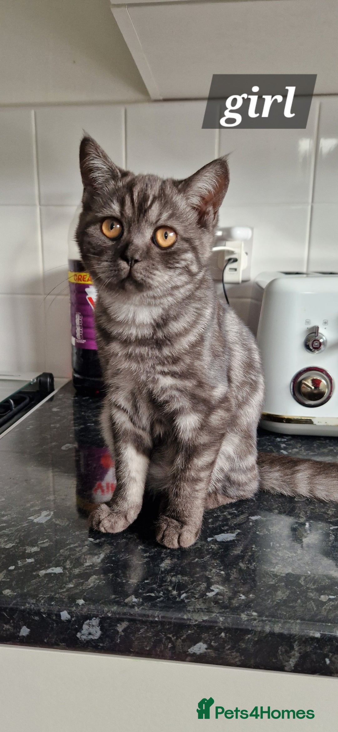 British Shorthair cats for sale: Lovely  British short hair kittens  - Image 16