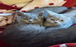 British Shorthair cats for sale: Pedigree British Shorthair Kittens - Image 7