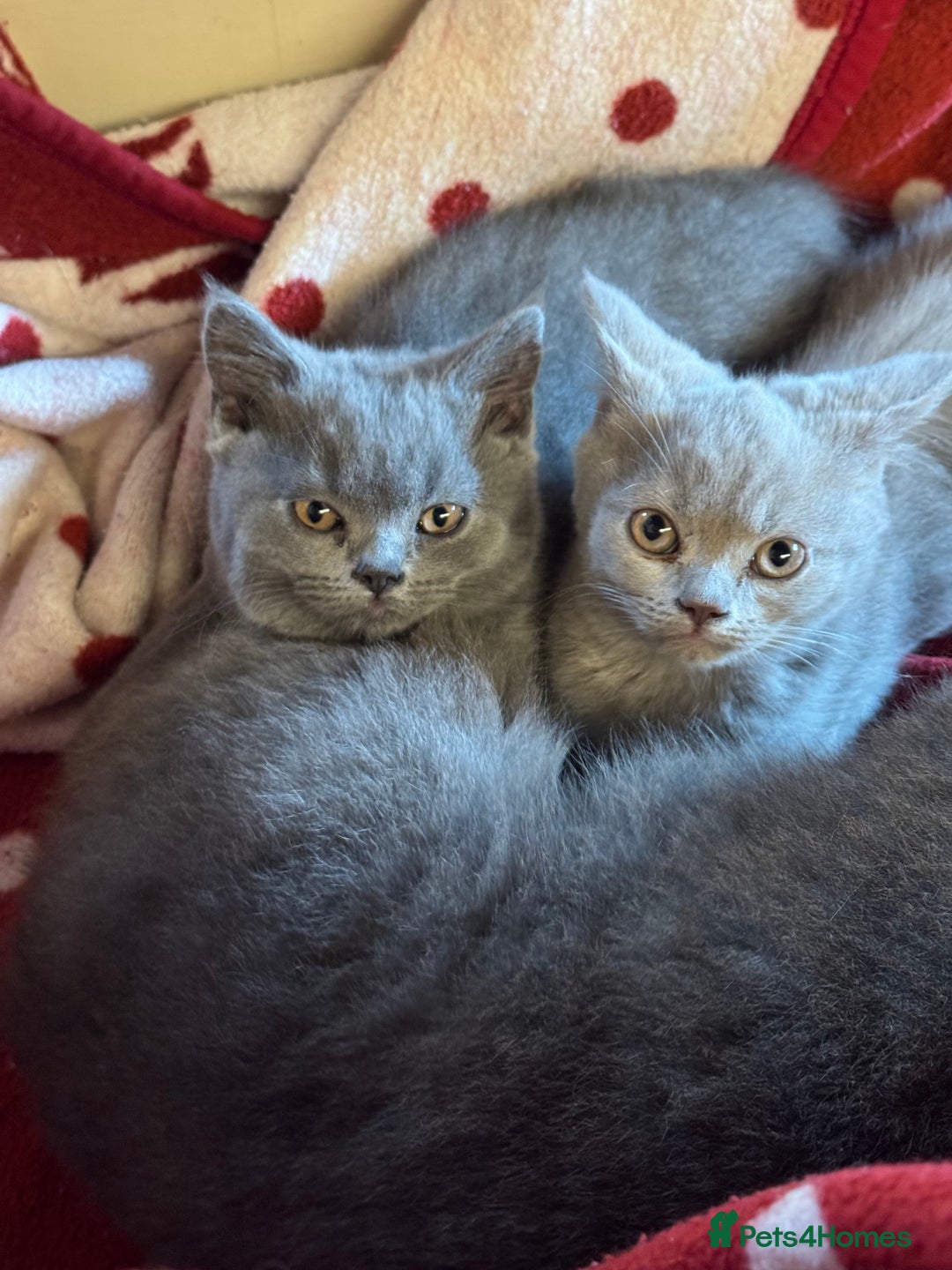 British Shorthair cats for sale: Pedigree British Shorthair Kittens - Image 7