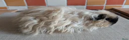 Guinea Pig rodents for sale: Gorgeous Texel sows - Advert 7