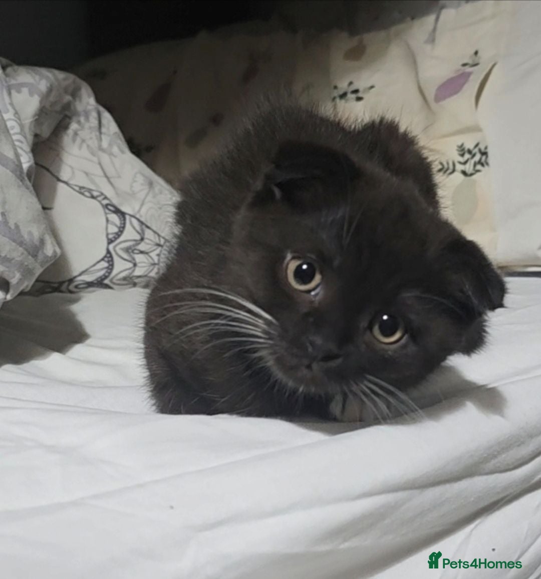 Mixed Breed cats 6 Month Old Male Cat - Advert 3