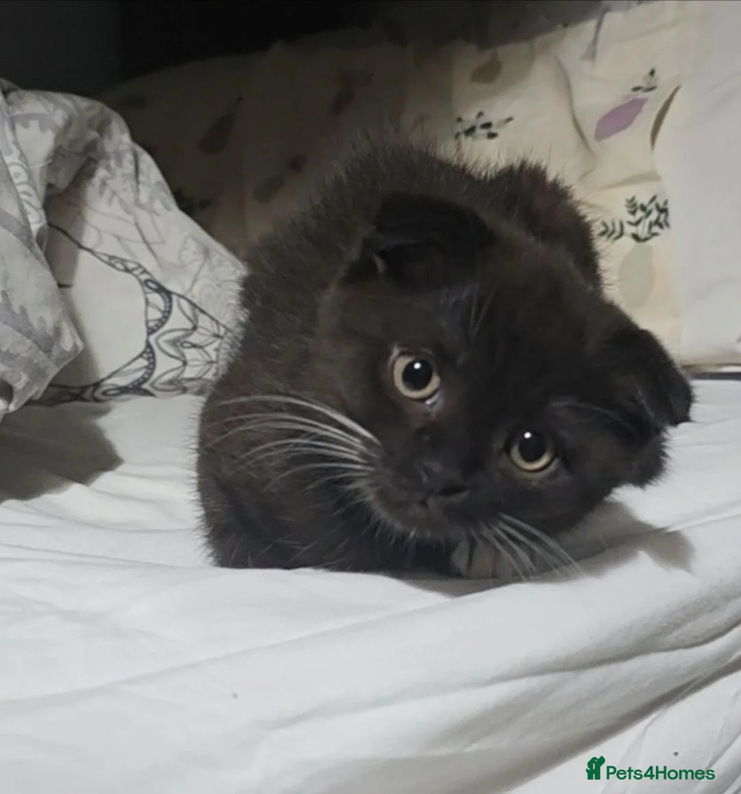 Mixed Breed cats for sale: 6 Month Old Male Cat - Advert 1
