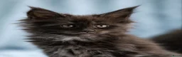 Maine Coon cats for sale: 🔥Black & Smoke Maine Coon Kittens🔥 - Advert 12