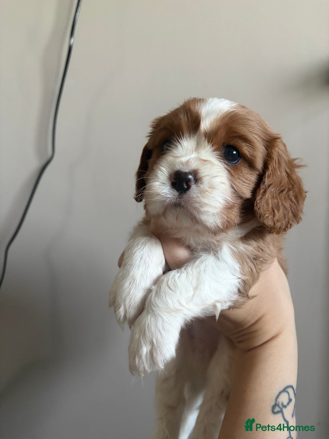 Cavalier King Charles Spaniel dogs for sale: Beautiful Cavalier King Charles Puppies - Advert 13