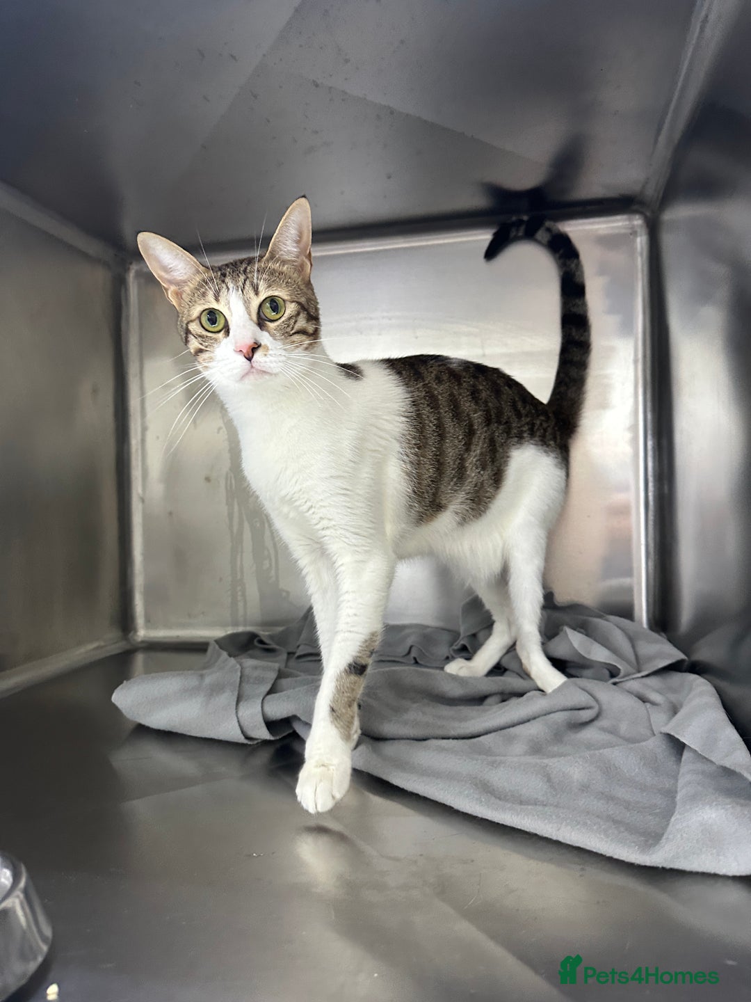 Arabian Mau cats for adoption: Female Rescue Cat for Adoption - Image 1
