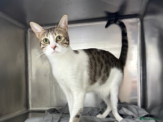 Arabian Mau cats - Advert 3