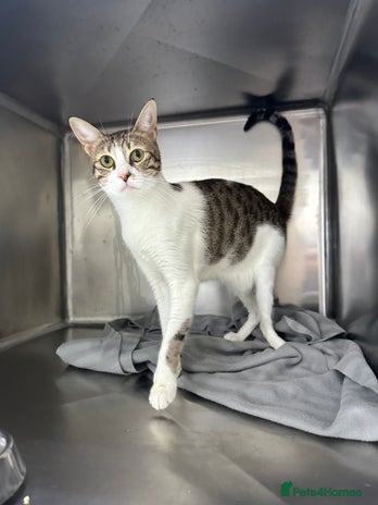 Arabian Mau cats Female Rescue Cat for Adoption - Advert 10