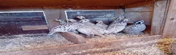 Quail poultry for sale: Snowflake Bobwhite Quail TRIO for sale - Advert 11