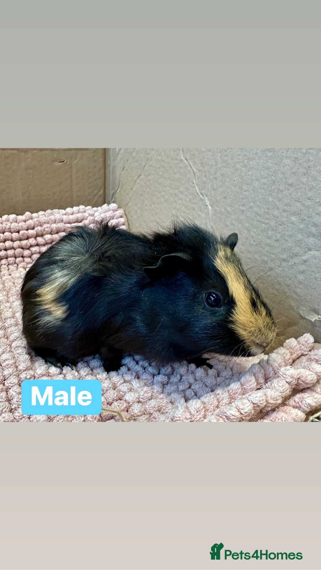 Guinea Pig rodents for sale: Young Guinea pigs  - Advert 18