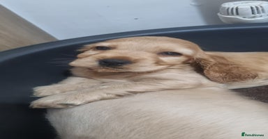 Cocker Spaniel dogs - Advert 1