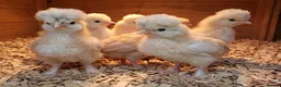 Chickens poultry for sale:  silkie chick's, polish chick's Available  - Advert 12