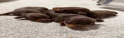 Miniature Dachshund dogs for sale: Stunning chocolate and tan puppies 🐾 - Advert 4