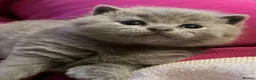 British Shorthair cats for sale: Beautiful kitties - Advert 5