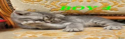 British Shorthair cats for sale:  Blue Snow Leopards looking for forever family in Croydon - Advert 3