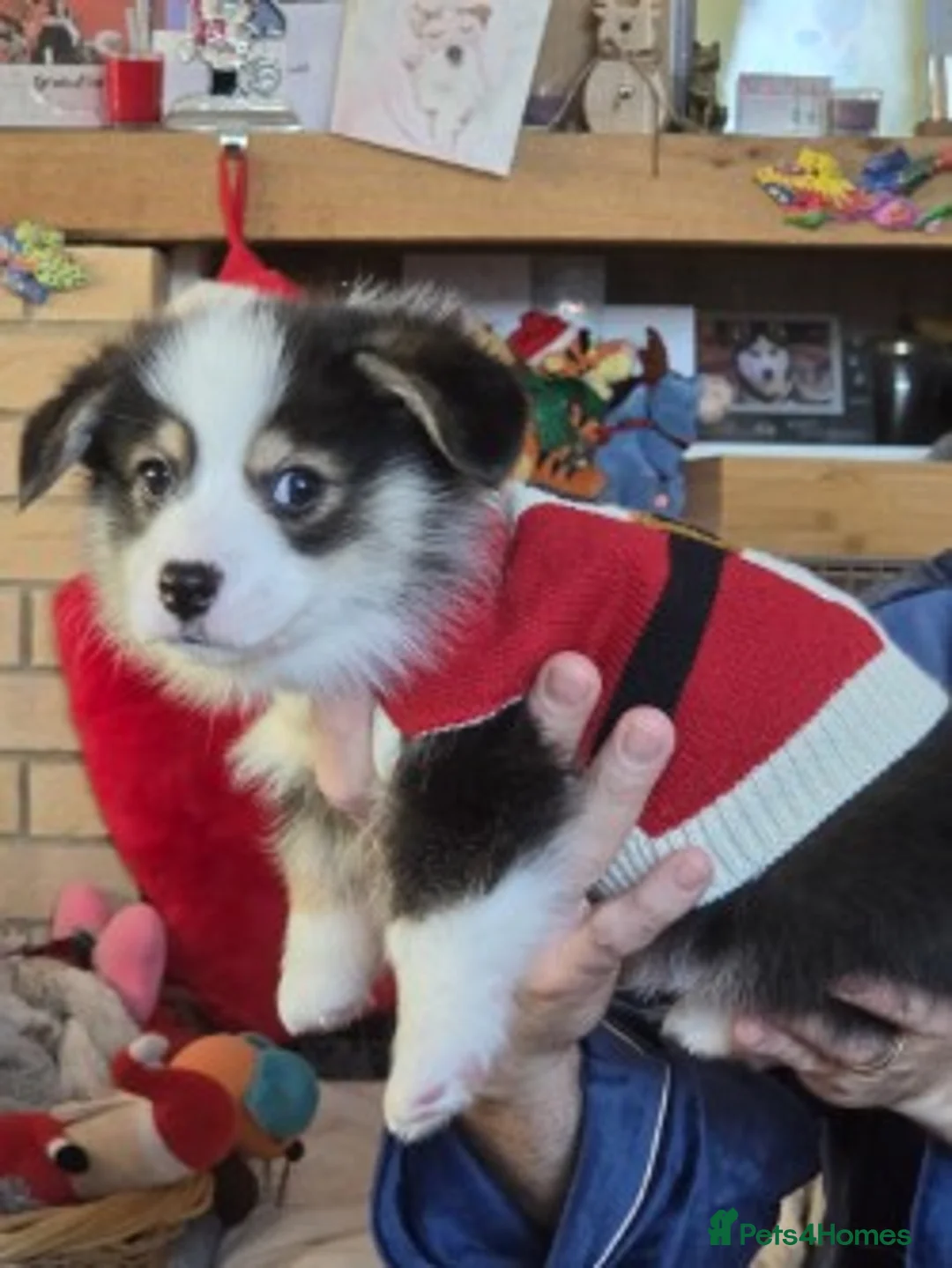 Welsh Corgi Pembroke dogs for sale: Last Welsh Corgi Boy available from 17th Jan 2026 - Advert 2