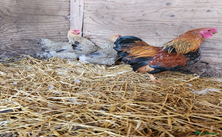 Chickens poultry - Advert 3
