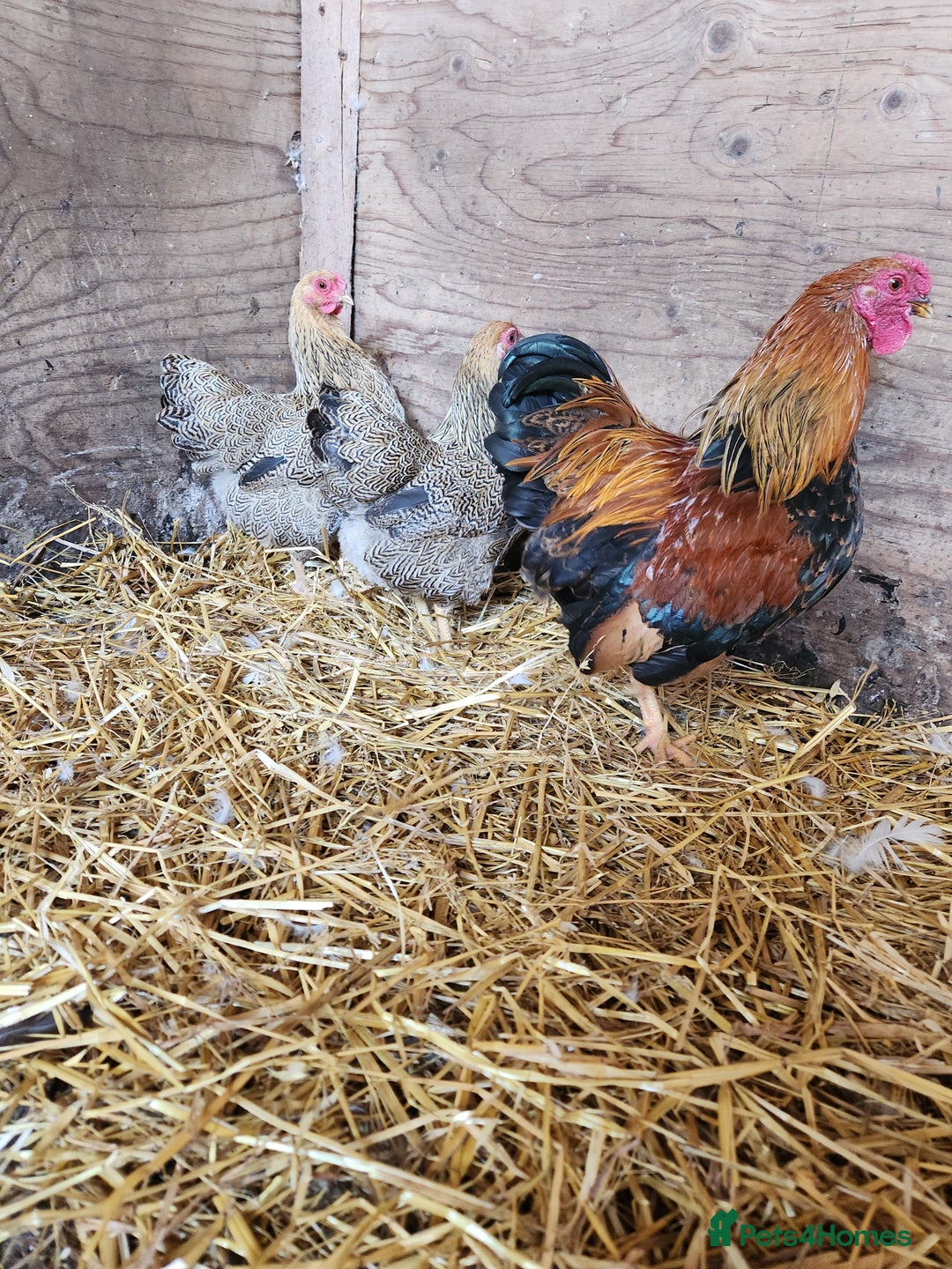 Chickens poultry for sale: Trios of pure bred chicken breeds - Image 1