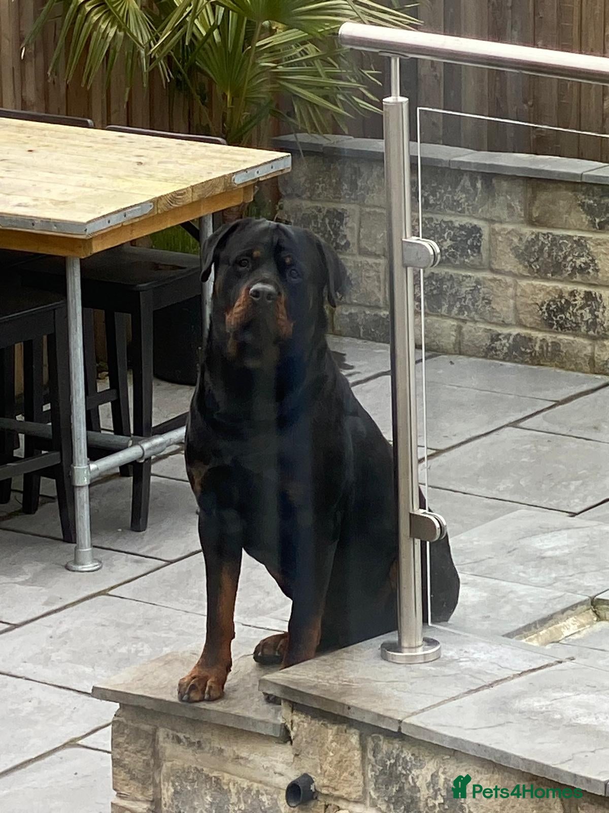 Mixed Breed dogs Rottweiler x malinois (malinweiler) pups - Advert 2