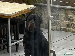 Mixed Breed dogs Rottweiler x malinois (malinweiler) pups - Advert 8