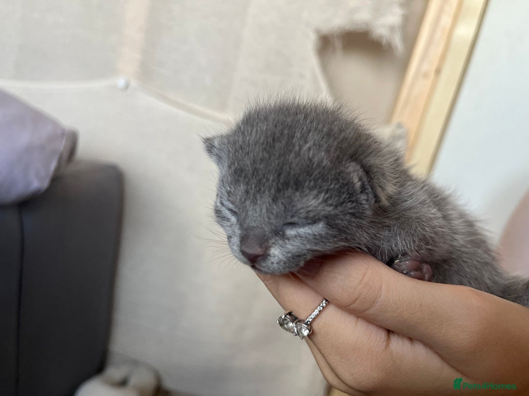Mixed Breed cats for sale: Grey kittens  - Image 6
