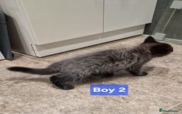 Maine Coon cats for sale: Gorgeous Half Maine Coon Boys and Girls  - Image 9