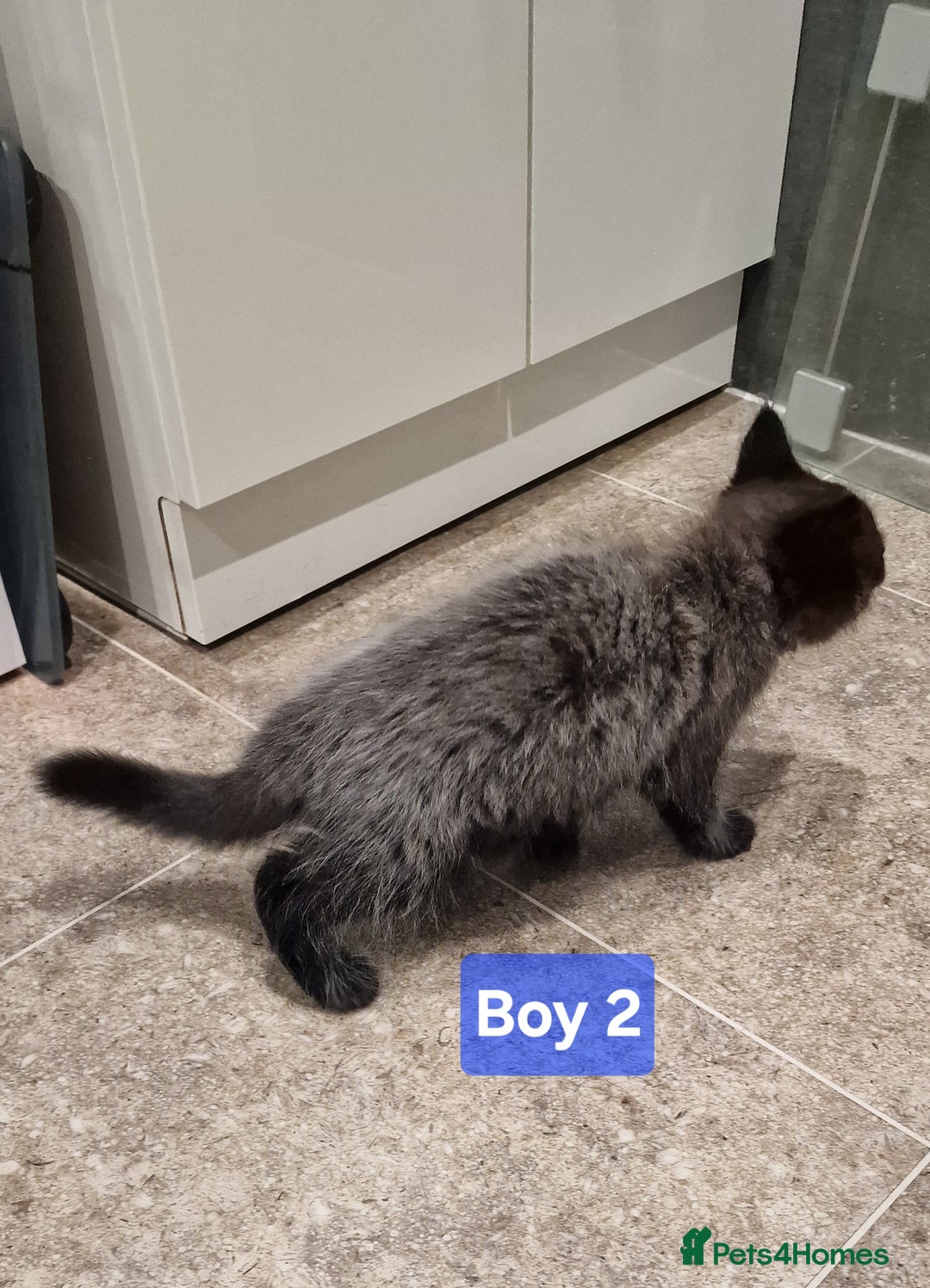 Maine Coon cats for sale: Gorgeous Half Maine Coon Boys and Girls  - Image 9
