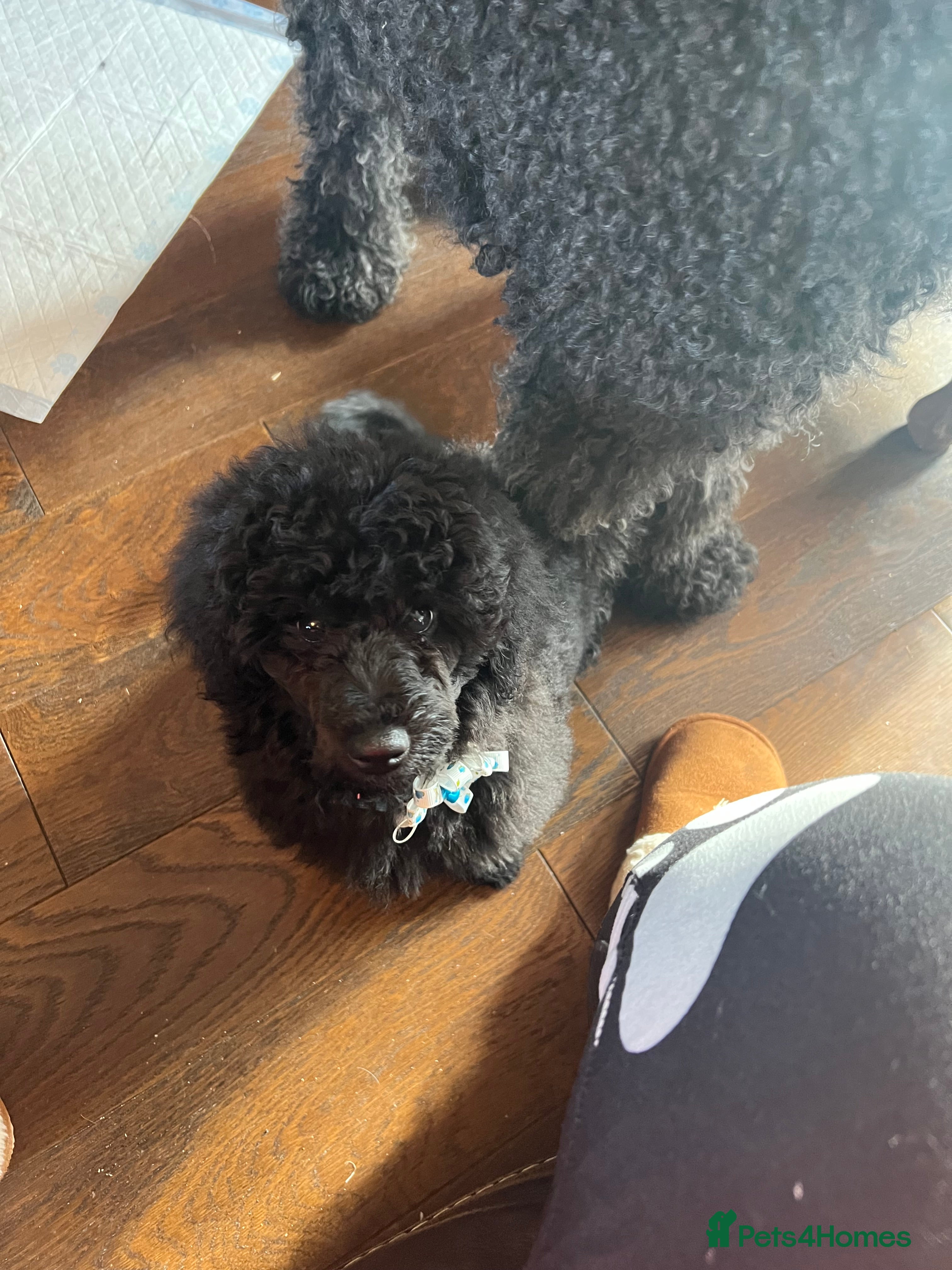 Mixed Breed dogs Shih poo  - Advert 5