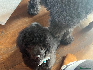 Mixed Breed dogs Shih poo - Advert 3