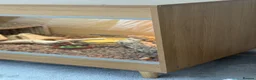 Bearded Dragon reptiles for sale: 1 Year Old Bearded Dragon with Full 4ft Setup - Advert 6