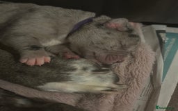 Cane Corso dogs for sale: Proudly presenting - Image 3