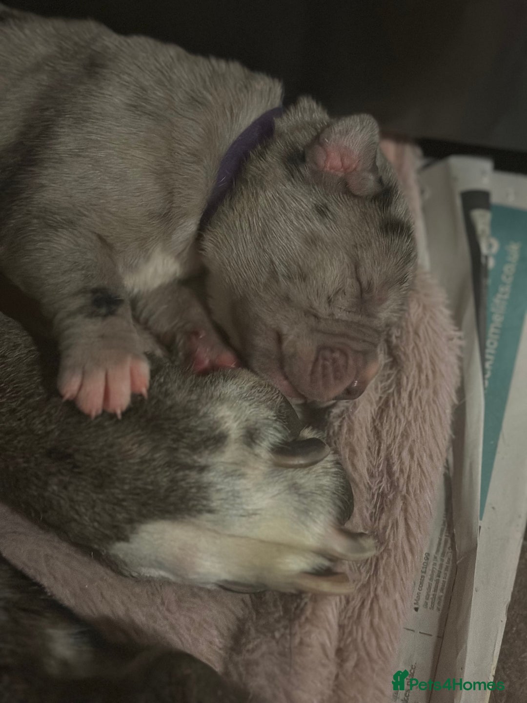 Cane Corso dogs for sale: Proudly presenting - Image 3