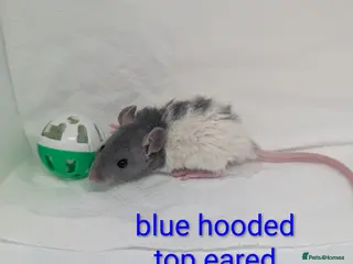 Rat rodents Remaining baby's available for reserve - Advert 15