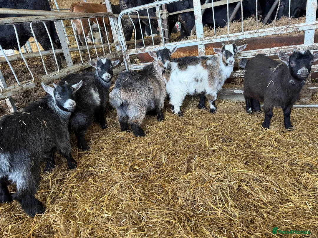 Goats livestock for sale: Pygmy wether goats  - Advert 2
