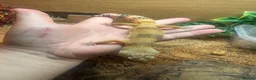 Leopard Gecko reptiles for sale: Female albino leopard gecko in Hemel Hempstead - Advert 4