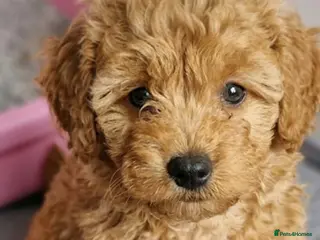 Toy Poodle dogs Last Beautiful Toy Poodle girl. - Advert 1