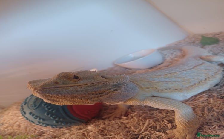 Bearded Dragon reptiles - Advert 1