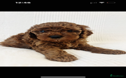 Cavapoo dogs for sale: 🐶 Adorable deep red Cavapoo Puppies  - Image 4