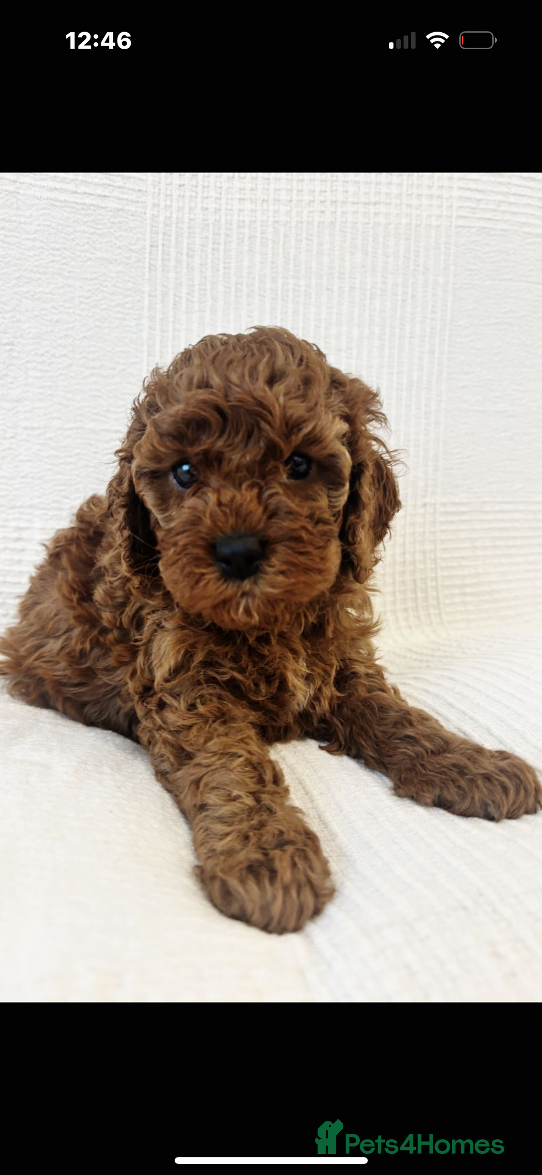 Cavapoo dogs for sale: 🐶 Adorable deep red Cavapoo Puppies  - Image 4