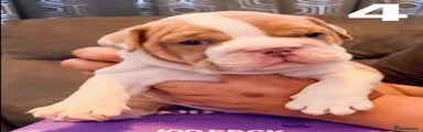 English Bulldog Puppy 3