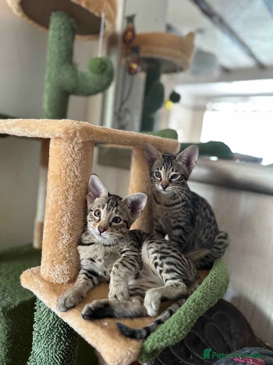 Savannah cats for sale: Savannah F4 girl kittens - Image 14
