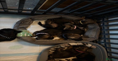 Border Terrier dogs Border Terriers Puppies For Sale. - Advert 12