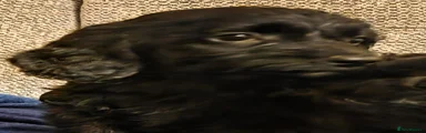 Cockapoo 5