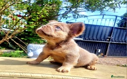 French Bulldog dogs for sale: Beautiful French bulldogs - Image 28