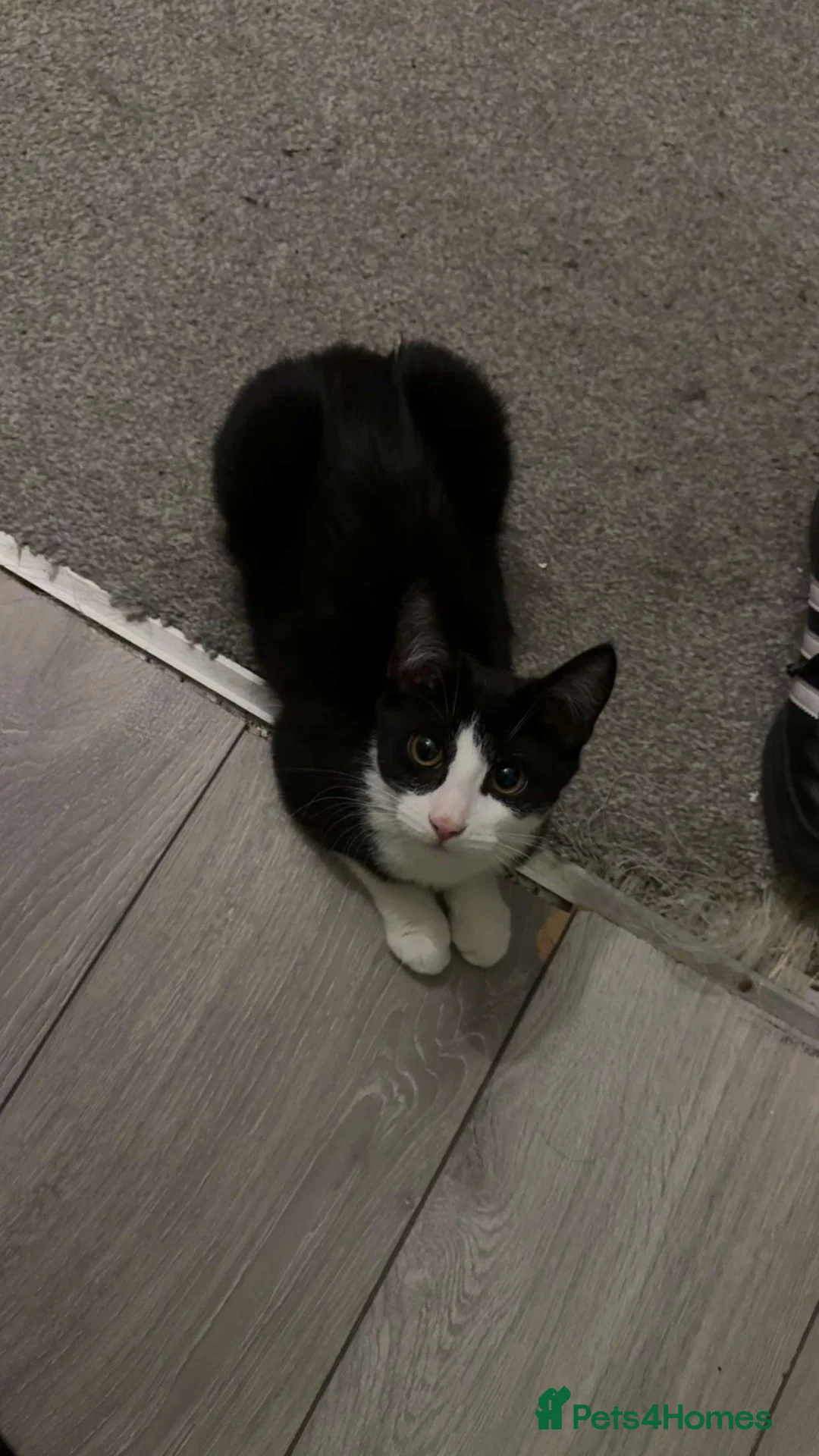 British Shorthair cats for sale: TUXEDO KITTENS *URGENT DM* - Advert 2