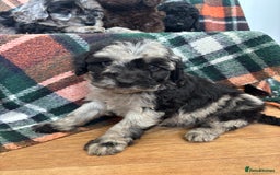 Cockapoo dogs for sale: Cockapoo Puppies  - Image 18