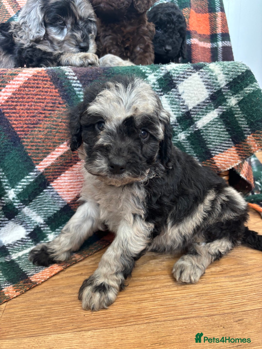 Cockapoo dogs for sale: Cockapoo Puppies  - Image 18