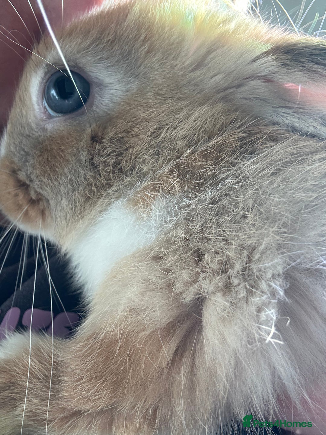 Mixed Breed rabbits for sale: Beautiful bunnies - Advert 5