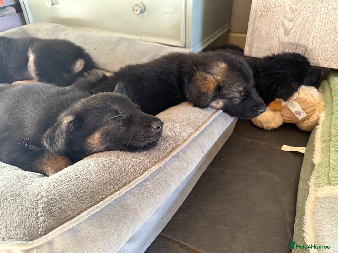 German Shepherd dogs for sale: German Shepard puppies  - Advert 18